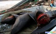 威海卸下5条小鲨鱼因误闯进渔网丧命（图）