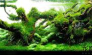 水草缸丝藻