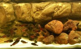 沉木青龙石原生态鱼缸akvaforum原石