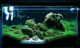 黑石头搭配珊瑚MOSS幽幽中型缸水草作品