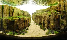 世界各國的超強魚缸水草造景高手作品