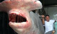 澳大利亚东海岸渔民捕获的锤头鲨