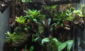雨林水陆生态缸20
