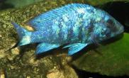 蓝宝石鱼的外形特点