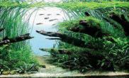 水族箱造景品评世界级的水草造景