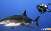 摄影师亲密接触大白鲨累计24小时未被咬伤（多图）