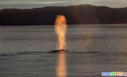 鲸鱼喷出巨大火球（多图）