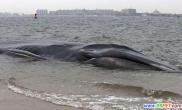 巨鲸搁浅纽约海岸命运堪忧（图）