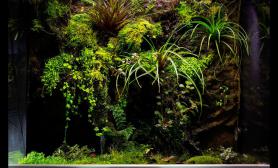 雨林生态缸方缸空气兰空凤苔藓生态缸