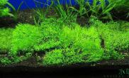 水草缸褐藻