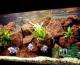小型大自然水草缸创意水草造景水草缸快把大自然搬回家吧鱼缸水族箱鱼缸水族箱