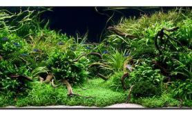 Aquascape of the Month: 