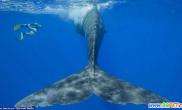 潜水员与巨型抹香鲸共舞（多图）