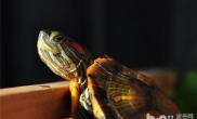 巴西龟饲养水位建议