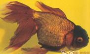 棕色高头翻鳃金鱼的品种简介