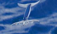 日本奇特“飞行乌贼”借助喷气可跃出海面飞行约20米（多图）