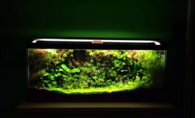 满到爆鱼缸水族箱水草缸内的绿色世界