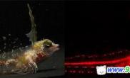 科学家首次发现海洋红色荧光鱼（图）