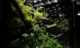 Greendeep青蛙MOSS精品雨林水陆生态缸