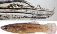 新种鱼雄性生殖器拥有四个钩状器官（多图）