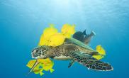 海鱼清理海龟背上海藻（多图）