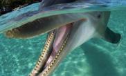 洪都拉斯拍摄到海豚对着摄影师的镜头“微笑”（图）