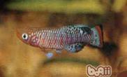 罗氏琴尾鱼的外形特点