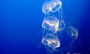 海月水母的水质要求
