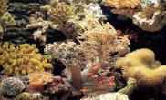 珊瑚岩礁生态造景缸概述（图）