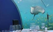 鲨鱼过头顶成群珊瑚鱼游过亲临感受水下餐厅魅力（多图）