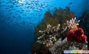 斑斓海底世界（多图）
