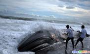 座头鲸萨尔瓦多海滩搁浅（多图）