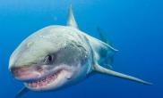 摄影师与大白鲨惊险共舞拍下大白鲨咧嘴微笑瞬间（多图）