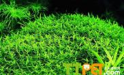 你知道鹿角苔的繁殖方法吗