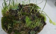 买了些干苔藓做了个小水路缸
