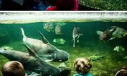 传说中柏林动物园的水族馆