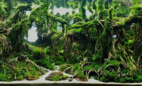 造景（120CM）原始狂野沉木杜鹃根MOSS水草造景亚马逊风格
