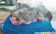 台湾渔民捕获一条暴牙怪鱼非常罕见（图）