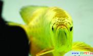 南京一水族馆现天价金龙鱼（图）
