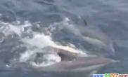 海豚集体救濒死同伴（多图）
