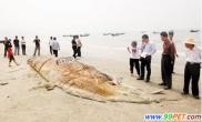 陆丰市民发现超级大鱼长过17米重量逾万斤（图）
