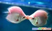 如何领略接吻鱼的“倾情一吻”（图）
