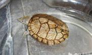 龟背甲上的外伤能恢复吗