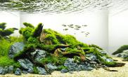 80cm水草缸造景青龙石MOSS珊瑚莫斯