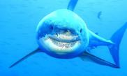 大白鲨也会咧嘴笑