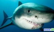 大白鲨的微笑（图）
