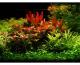 Aquascape of the Month - 
