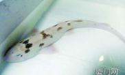 钓到罕见白色“斑竹鲨”海鱼热带鱼混养在淡水里（多图）