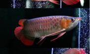 红龙鱼有哪些分类及其特点（图）