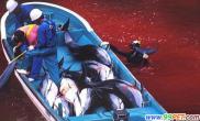 残暴日本大肆屠杀海豚鲜血染红海豚湾（多图）